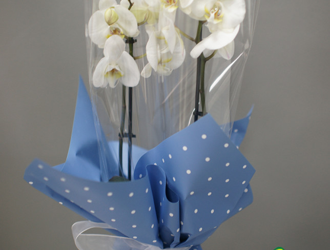 Белая орхидея из 2 веток Фото